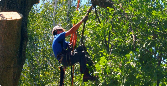 Démontage d’un arbre